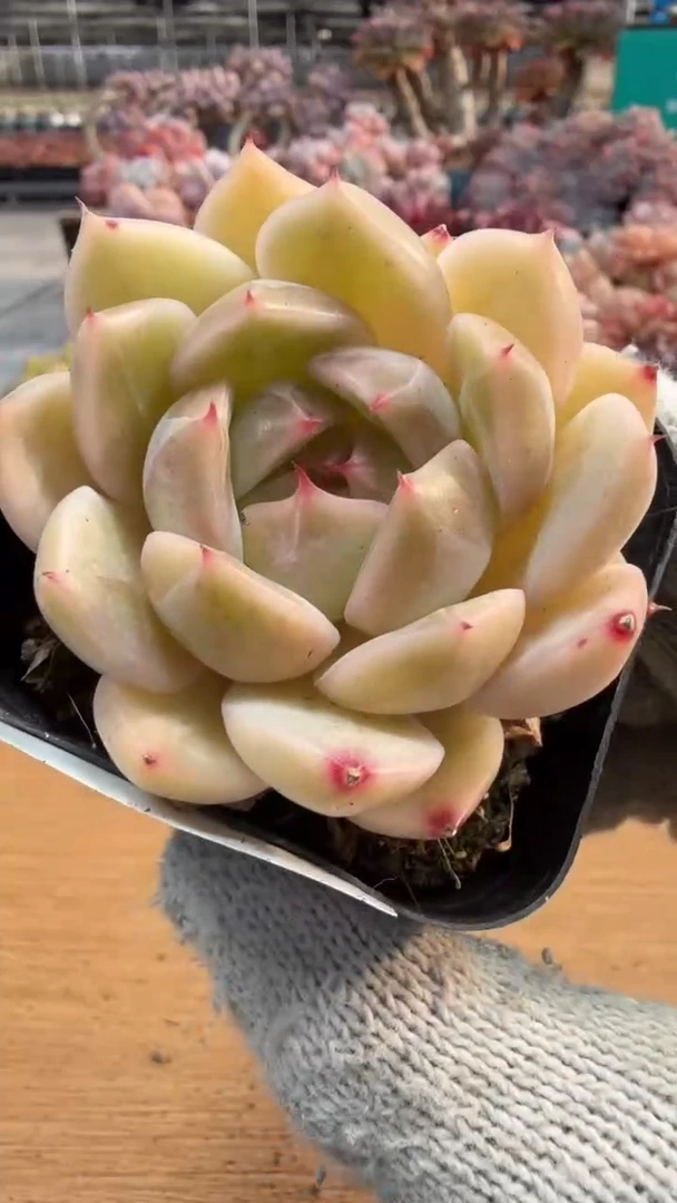 东云多肉园三店-239