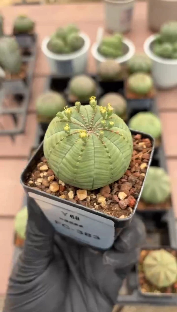 布纹球大戟FC-383