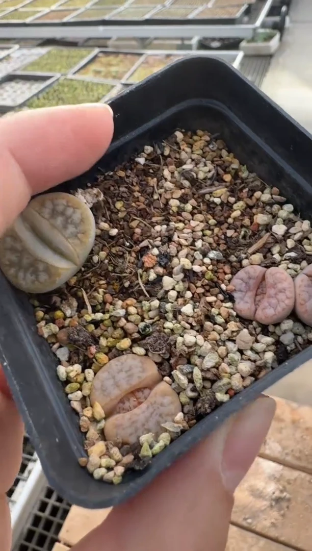 【闪购商品】7-421