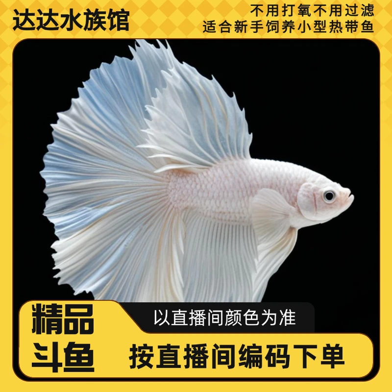 泰国精品斗鱼达达水族直播选号301-360号观赏鱼半月狮王将军马尾