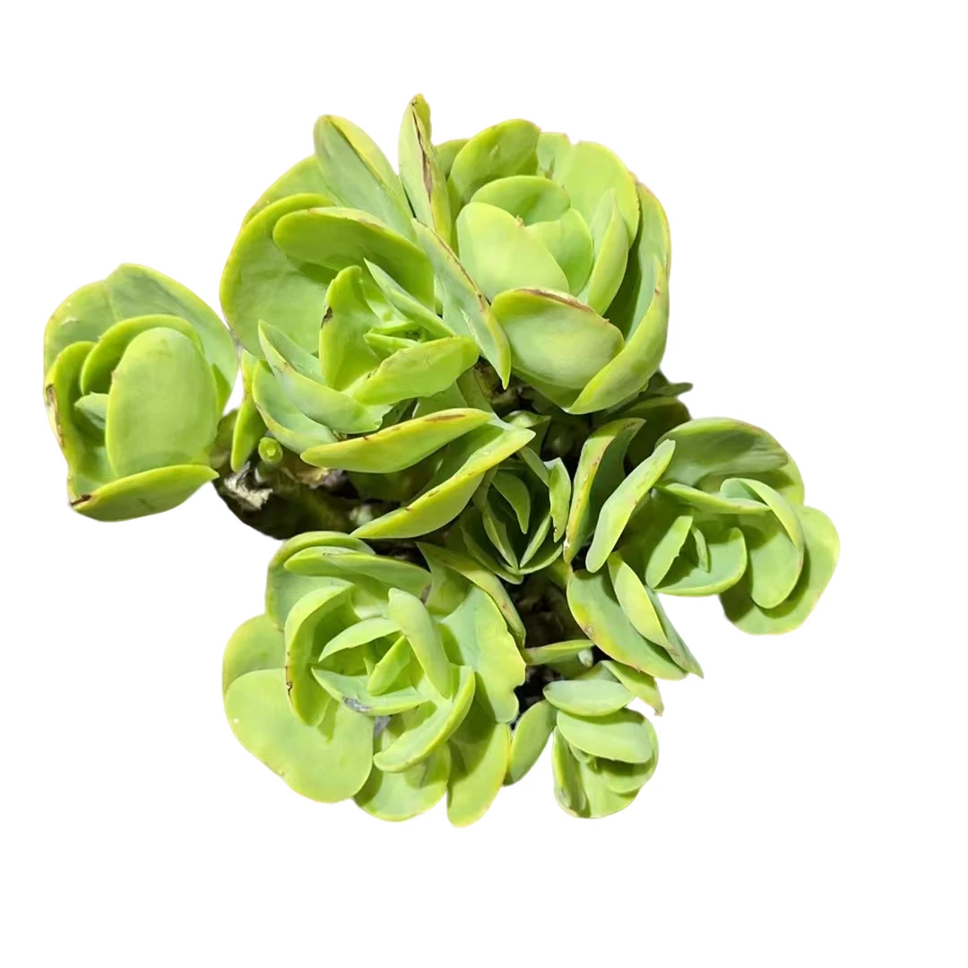 精品多肉植物 碧桃