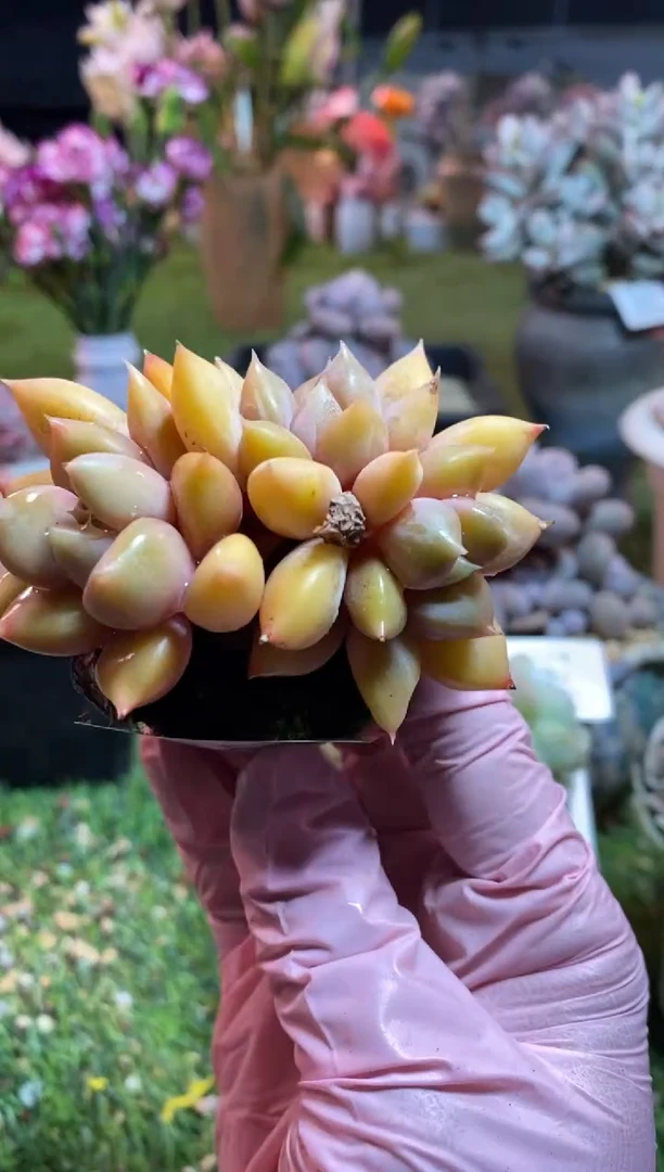 【闪购商品】0325a