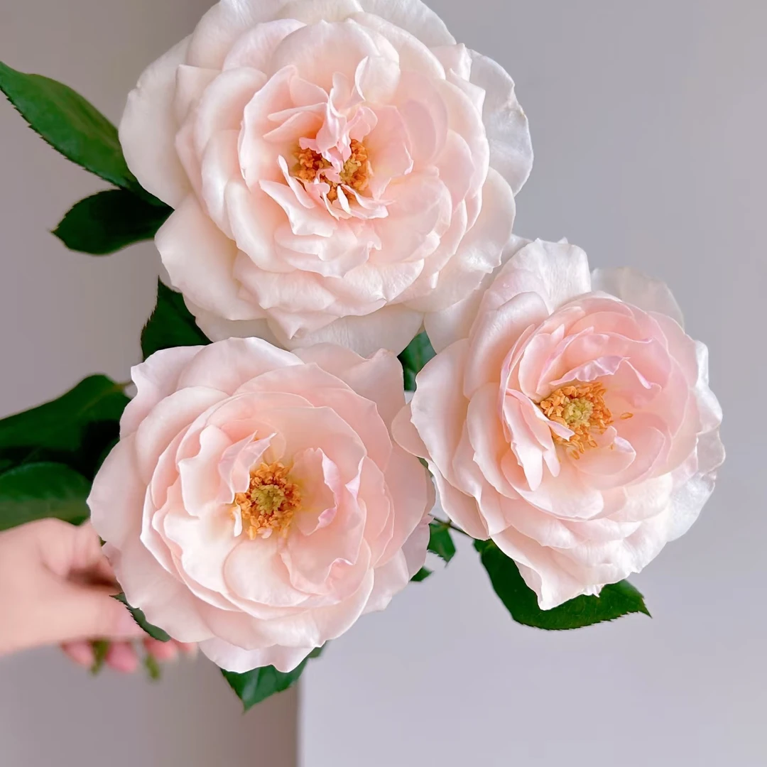 【仙女座｜英国小姐】稀有小众多头玫瑰 鲜切花直播间现场卖花