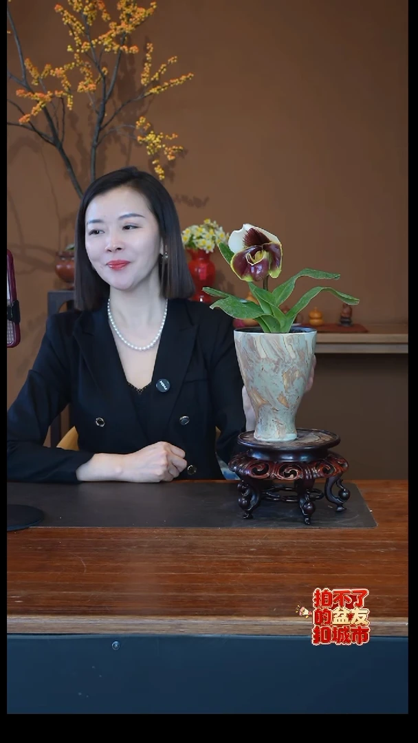 全部花朵红肉饼兜兰盆景盆景