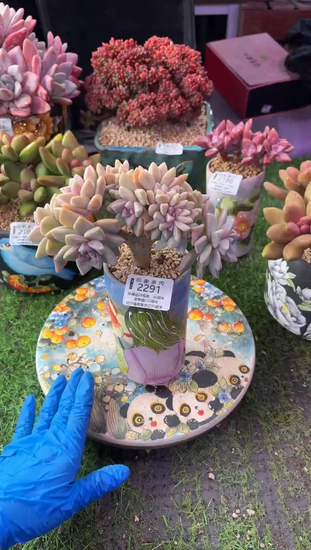 昆明印象多肉2291