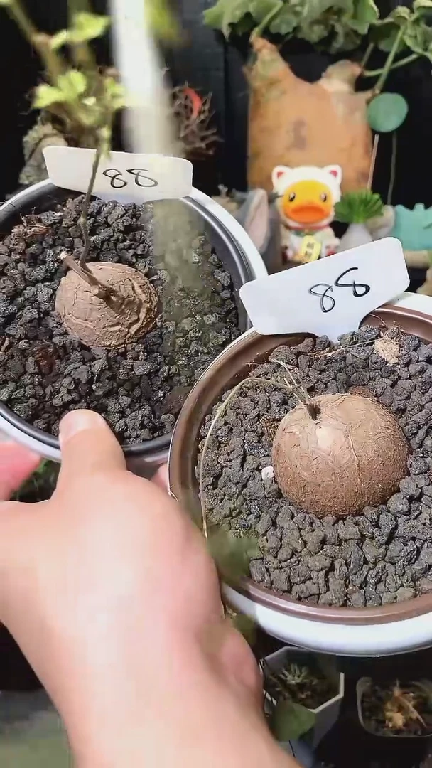 88号1016南非龟甲龙福利特价组合