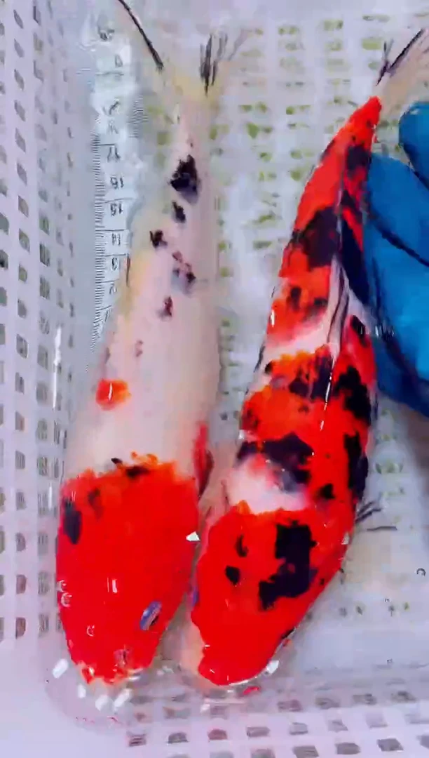 锦鲤血统锦鲤全场包邮123
