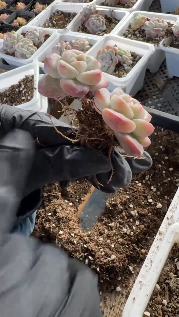 【闪购商品】115号到手3棵--江北多肉包2整