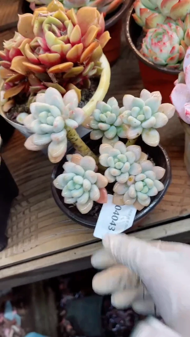 【闪购商品】04043