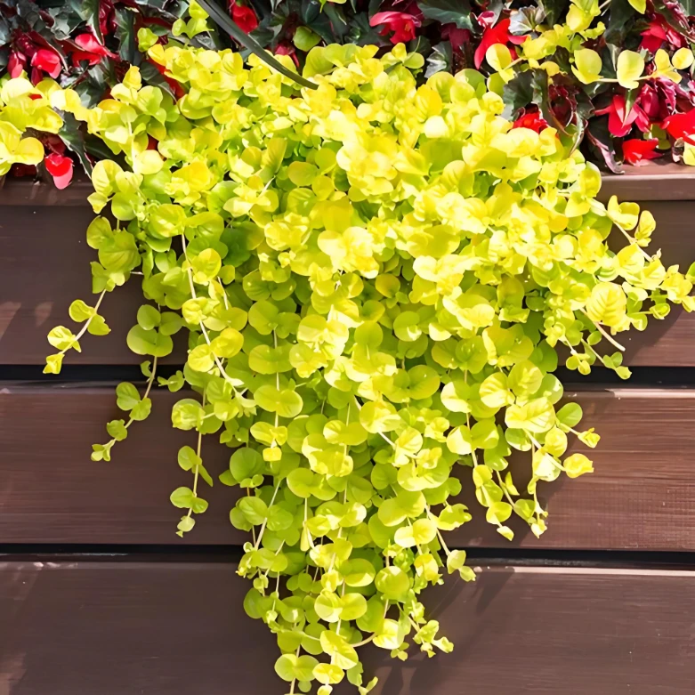 金叶过路黄方盘苗盆栽多年生垂吊观叶庭院花园绿植造景绿化