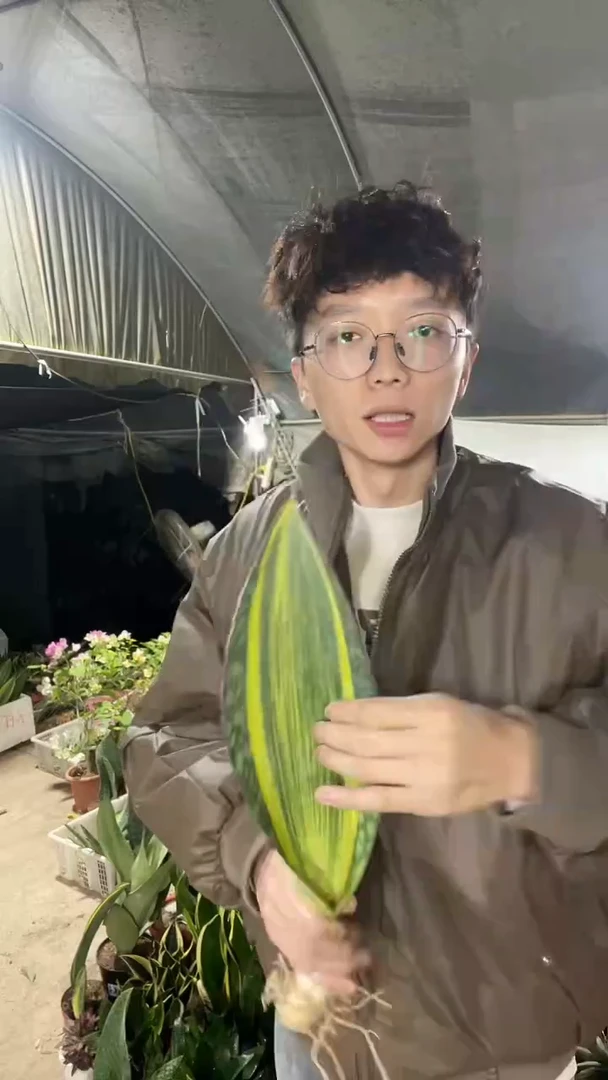 单叶黄金宝镜裸根8.88