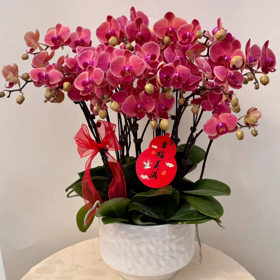 蝴蝶兰【小桔灯10】鲜花盆栽室内观赏花花佛山基地直发好养易活