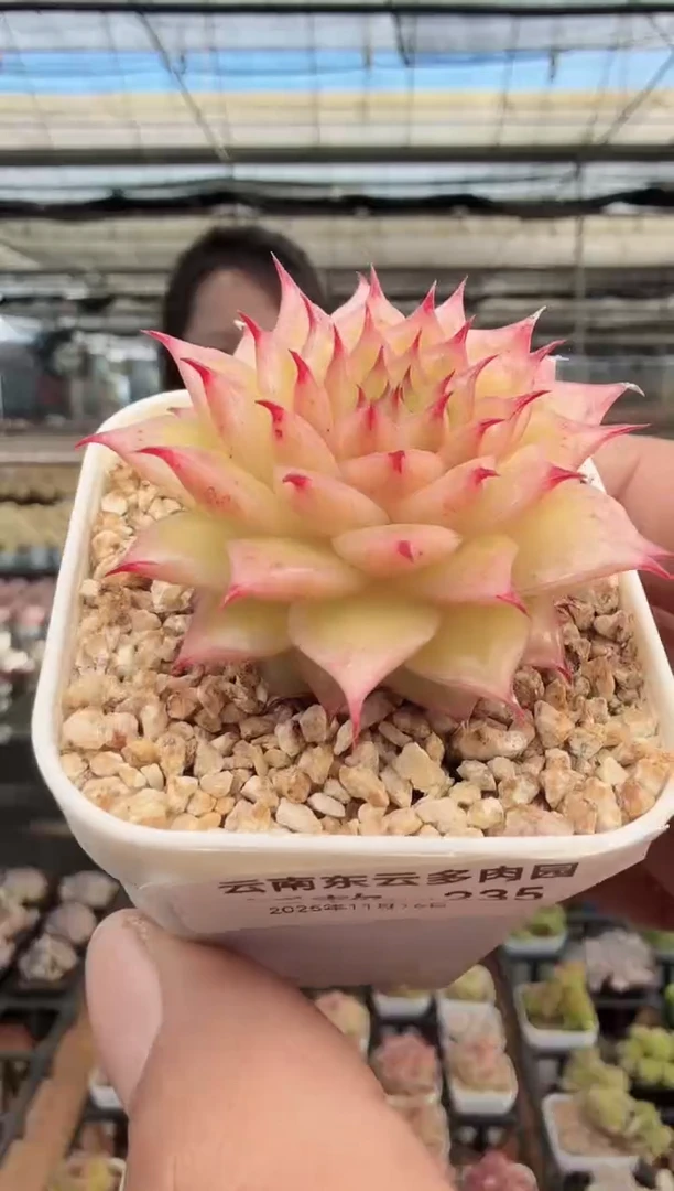 东云多肉园新款-235