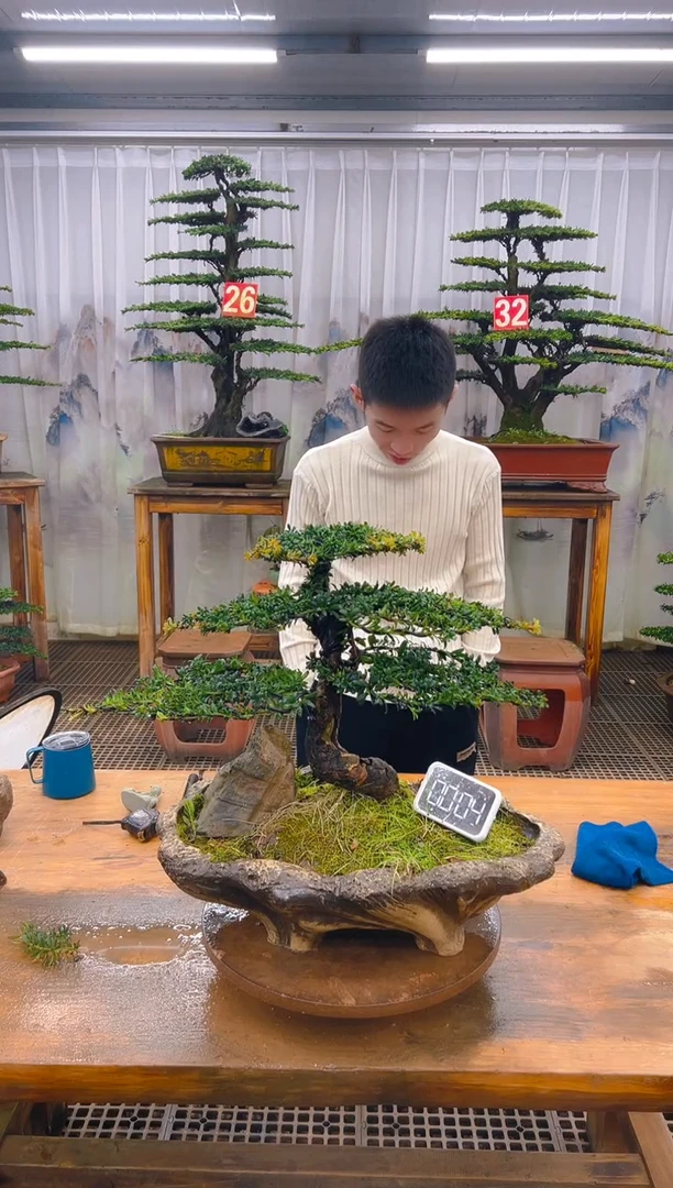 无花朵精品盆景直播间一物一拍