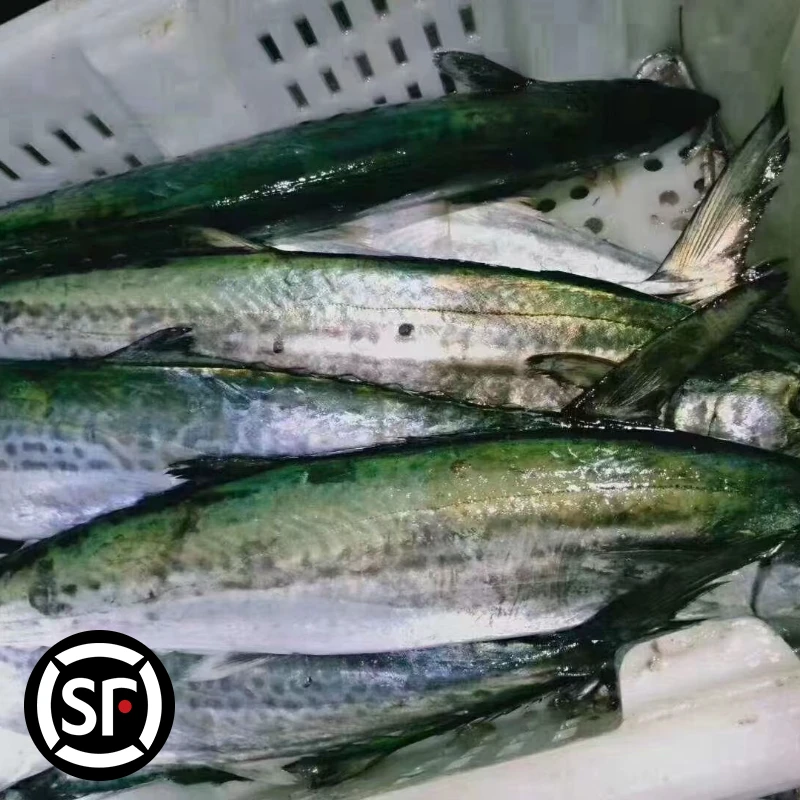 F青岛本地鲅鱼蓝点马鲛鱼燕鲅鱼顺丰包邮