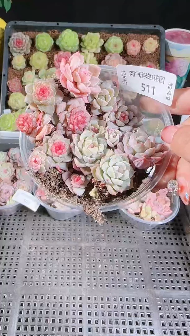 1204-511切糕多肉群生不包整