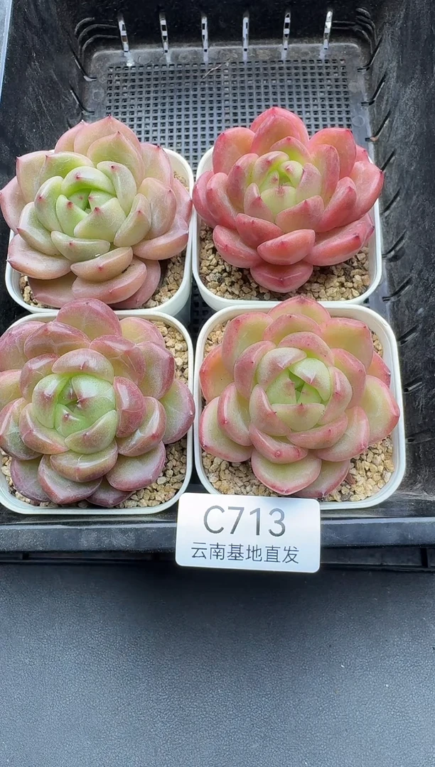 珍妮杂交多肉C713