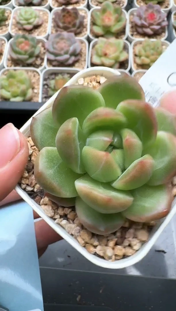 047C云禹多肉植物 带盆土纸巾打包 3颗包邮