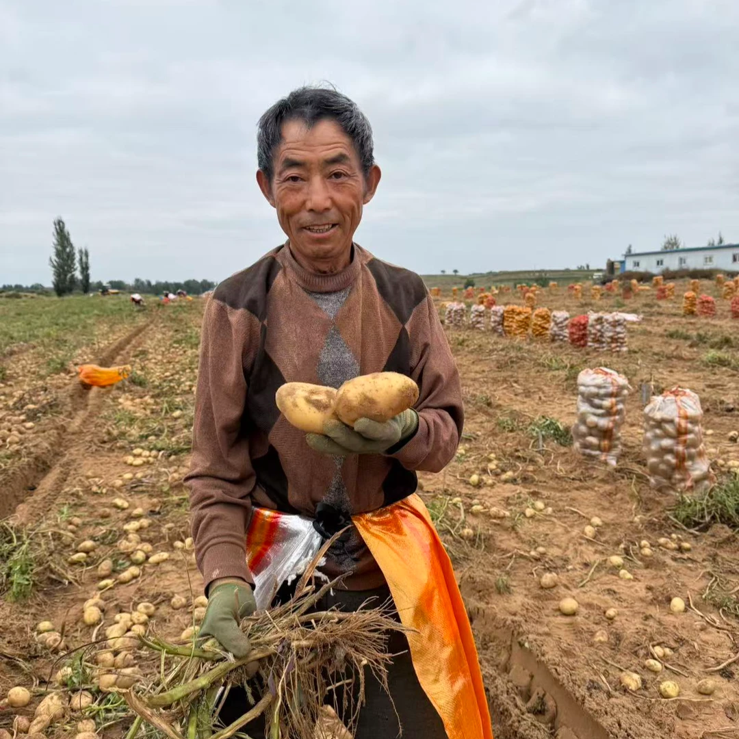 W正宗陕北土豆软糯香甜