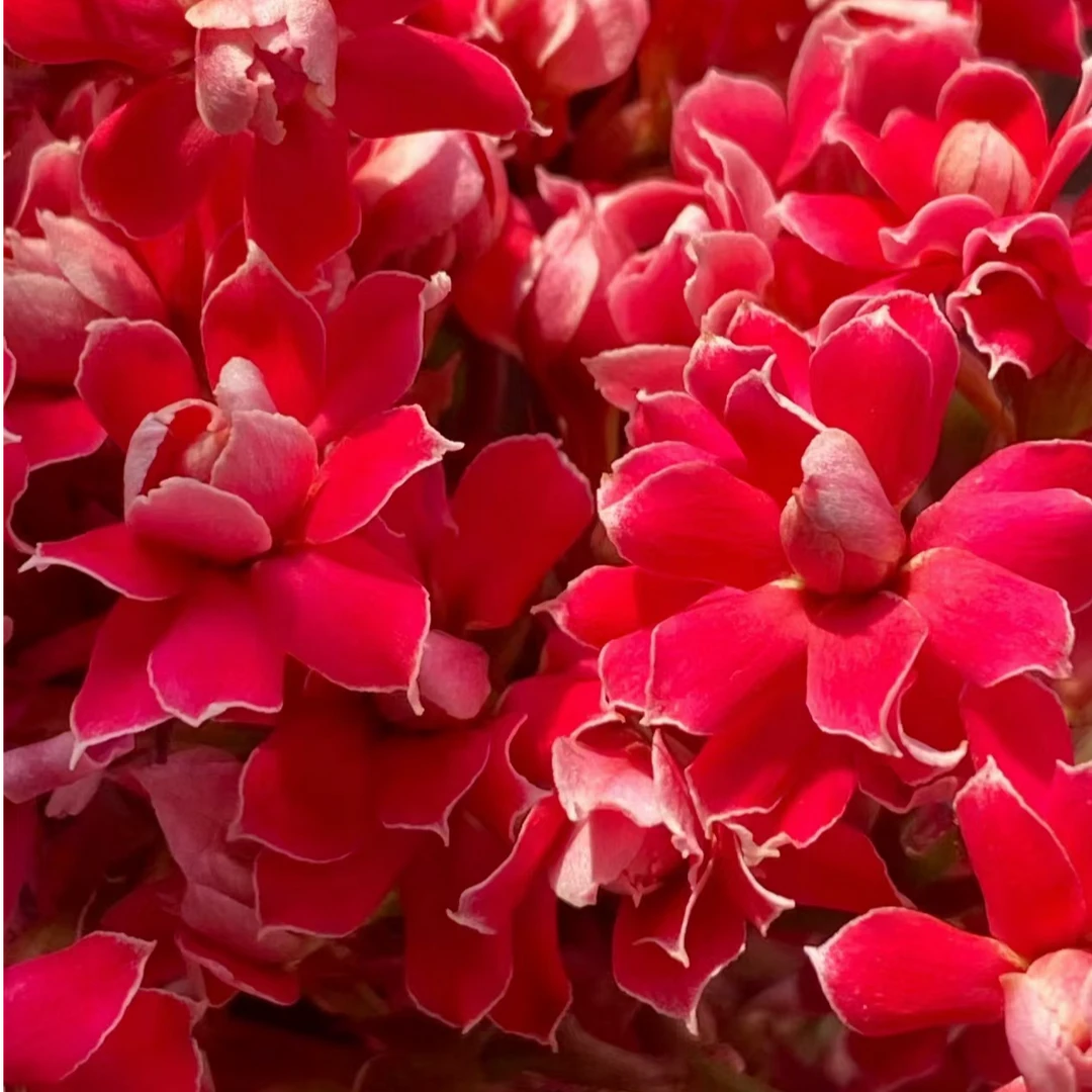 【红樱/倾城】长寿花四季开花阳台盆栽大花重瓣花卉植物