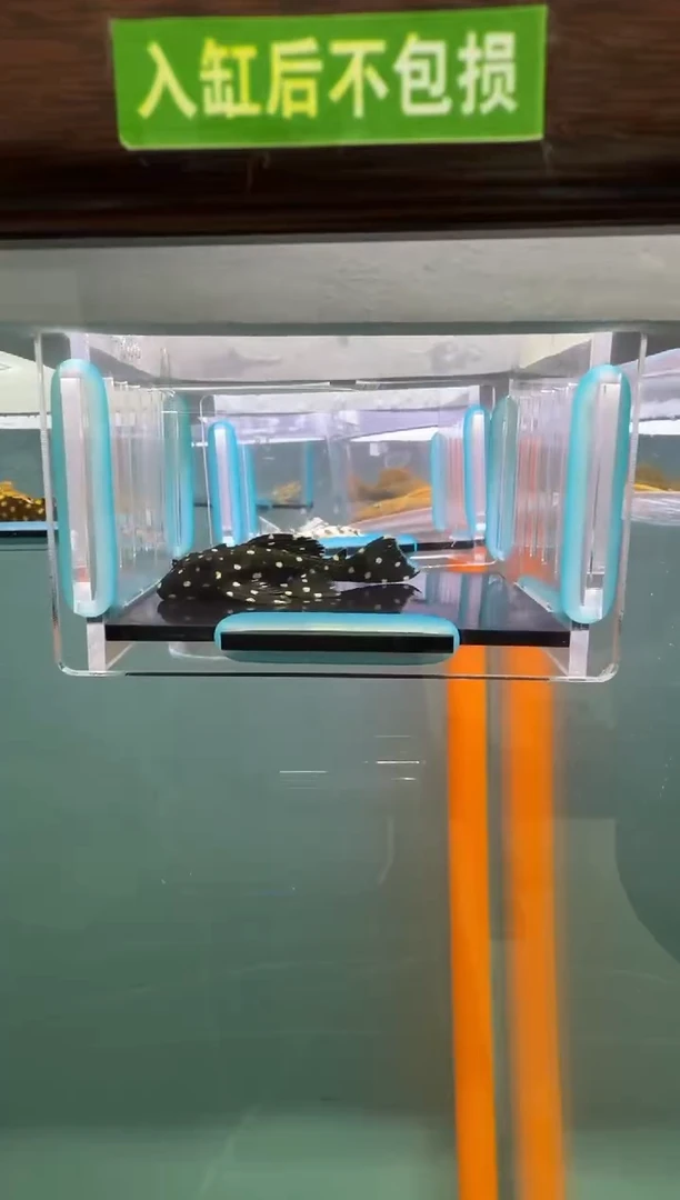 清道夫鱼020号240入缸不包损录制完整开箱视频5.8厘米