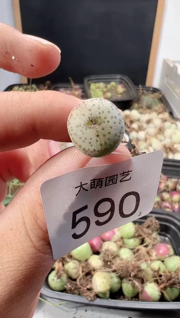 【闪购商品】++++590