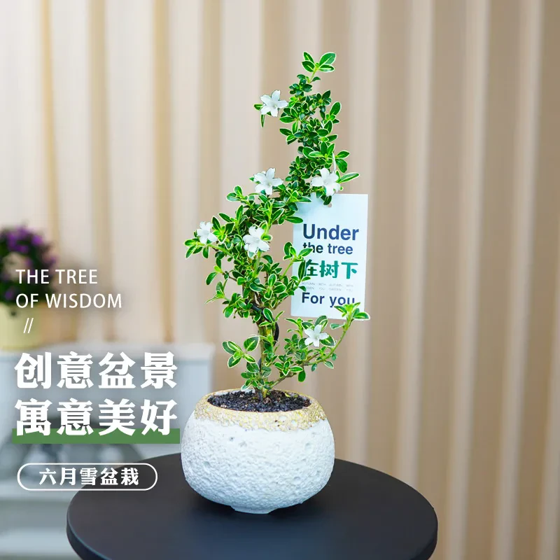 【在树下】造型金边六月雪开花植物室内外阳台绿植花卉盆栽净化空气