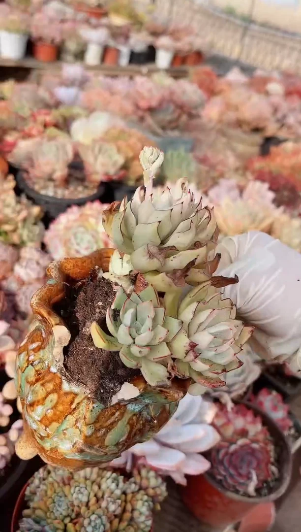 【闪购商品】25209