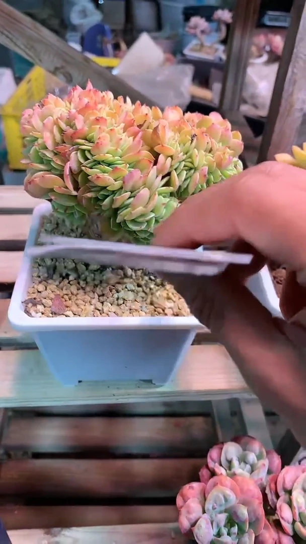 【闪购商品】148AAA