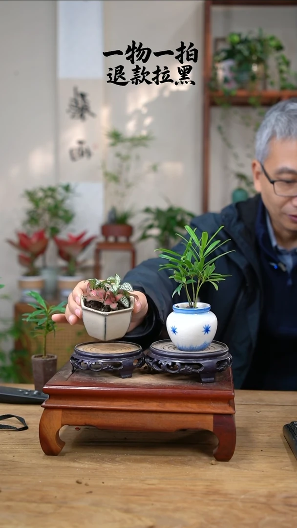 完全开放猫*?罗汉松+网纹草182