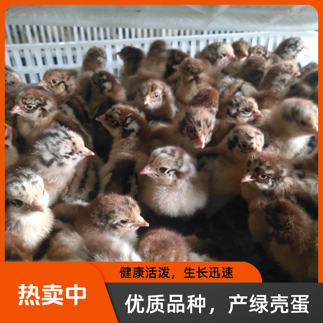 【麻羽绿壳蛋鸡】顺丰包邮到家可作宠物
