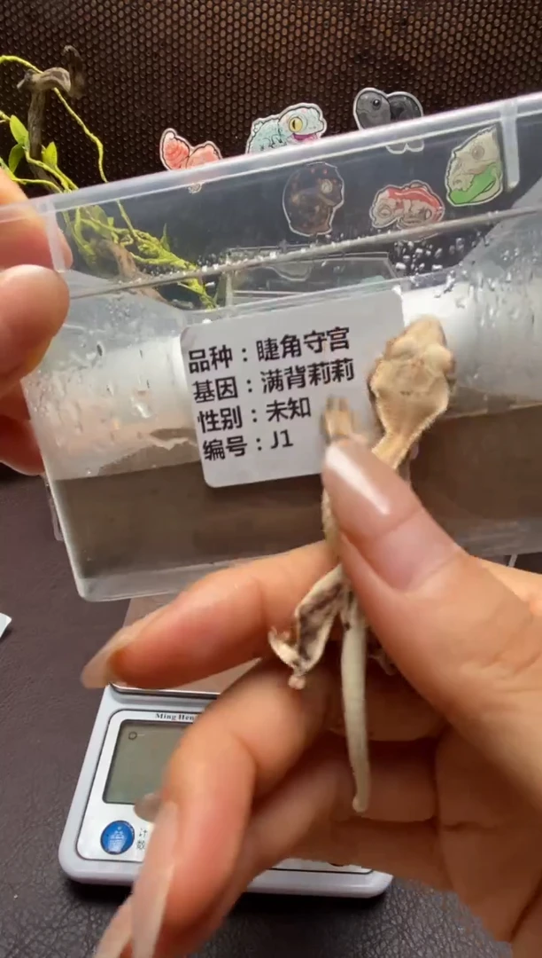 睫角守宫鳞与尾 Scale Tail 爬宠J1