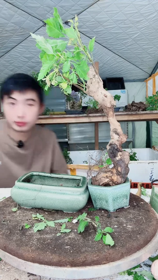 完全开放（编号：025）（价格：13）黄荆盆景到手一颗