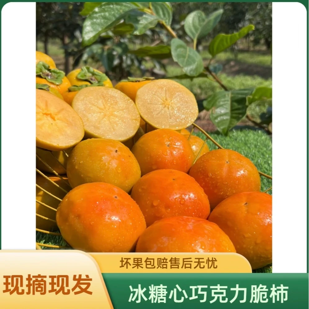 巧克力脆柿子大果新鲜整箱应季脆甜多汁果园直发京东送货同城配天津市