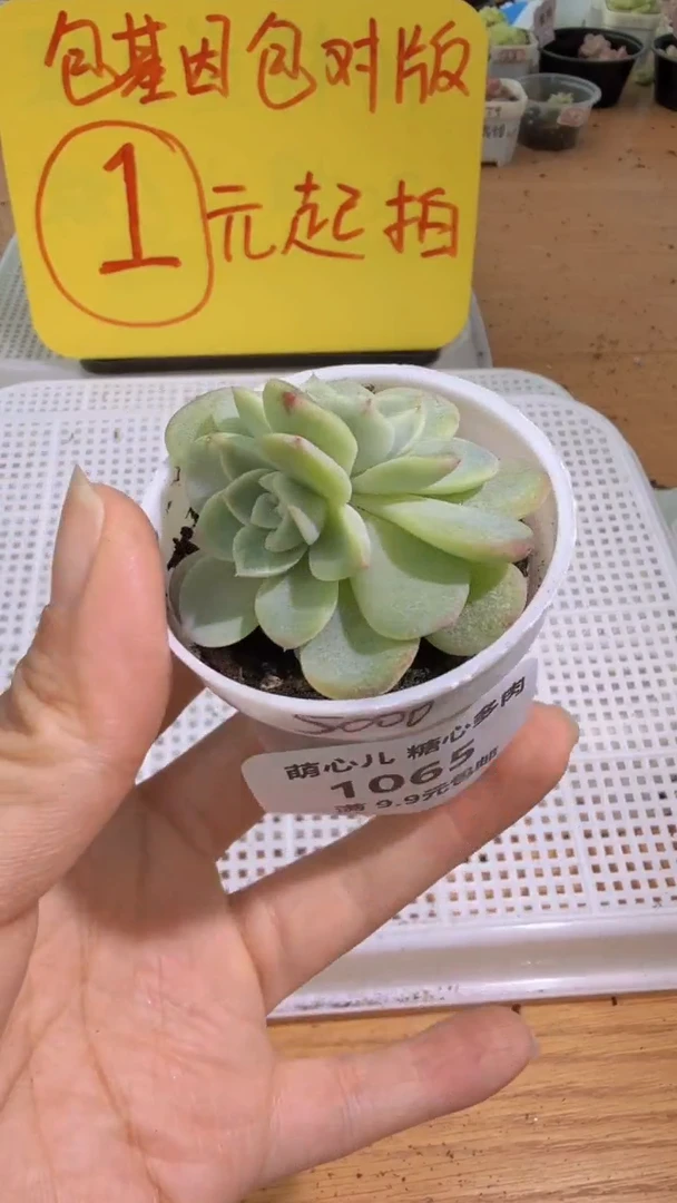 1065  T5000圆杯一盆