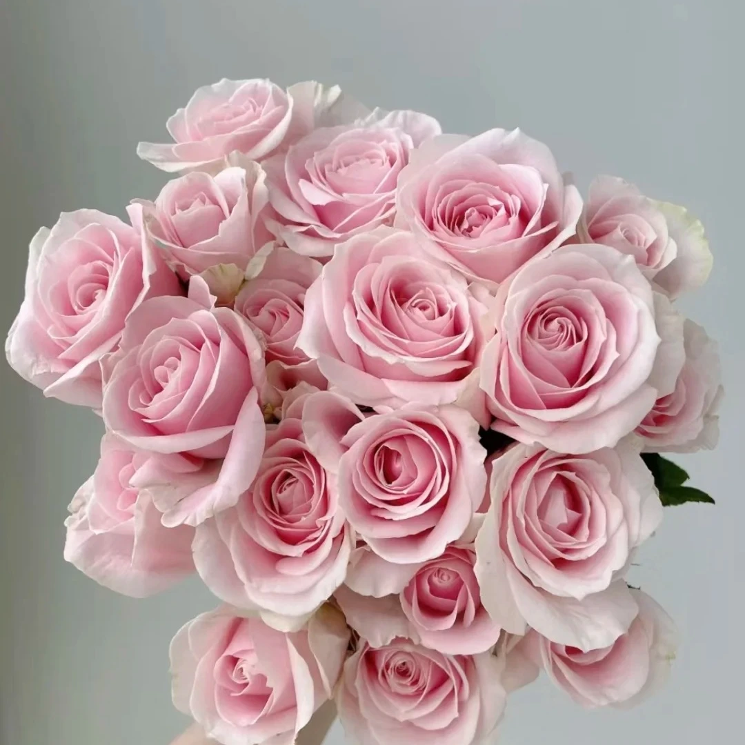 花木澜花卉—单头玫瑰粉红雪山十支