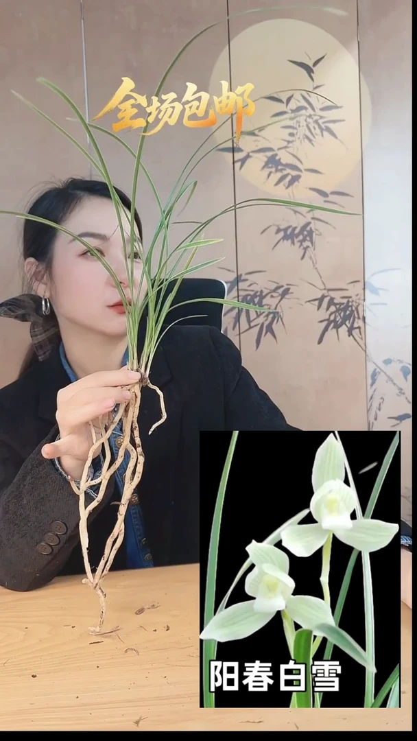 当前无花栽培后可以开花：阳春白雪
