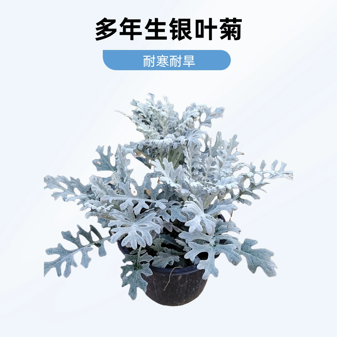 银叶菊～多年生花园植物高级感～耐寒～耐旱～栽别墅～阳台植物