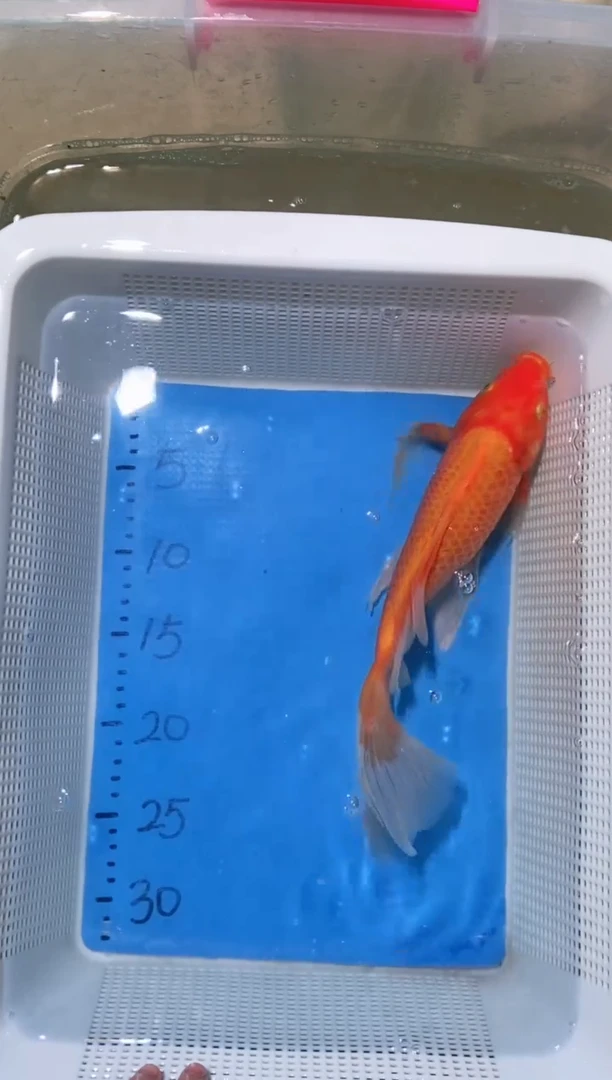 锦鲤锦鲤蝴蝶鲤鱼拍开箱视频包售后