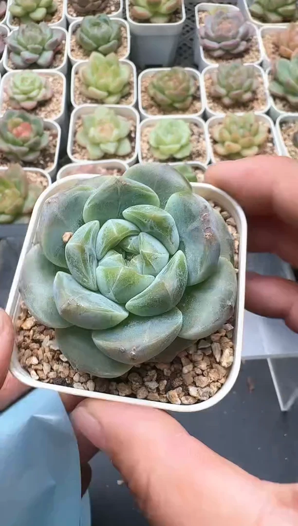 350D云禹多肉植物 带盆土纸巾打包 3颗包邮
