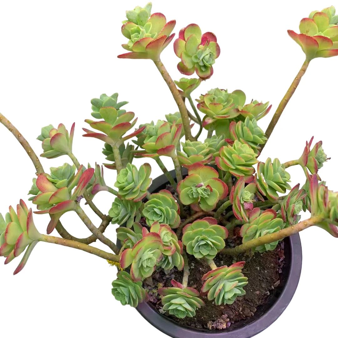 造型圆叶薄化妆 新手好养 庭院 阳台 颜色亮丽 多肉植物