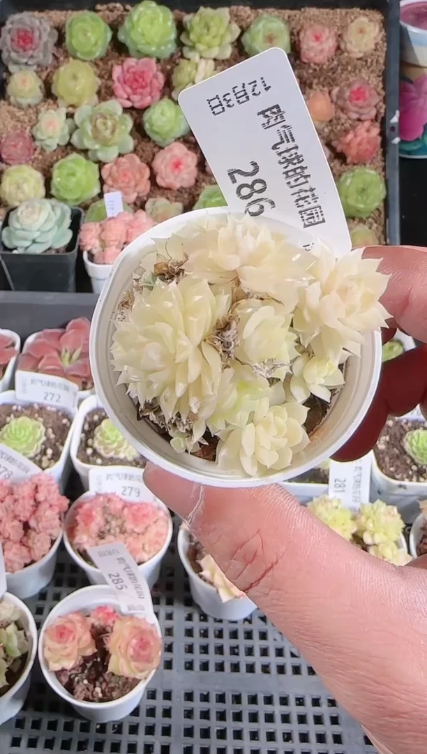 1203-286多肉群生不包整