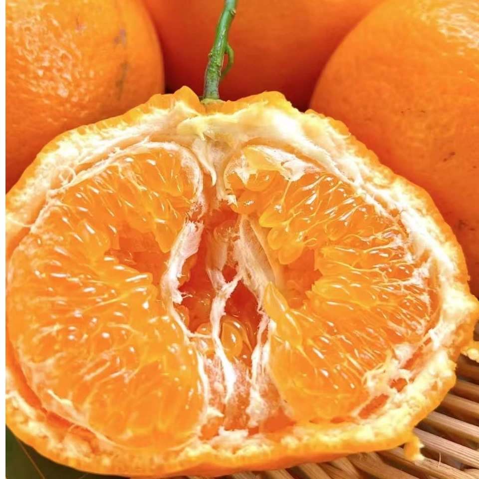 【小明推荐】四川耙耙柑多汁现摘现发4.5-5斤