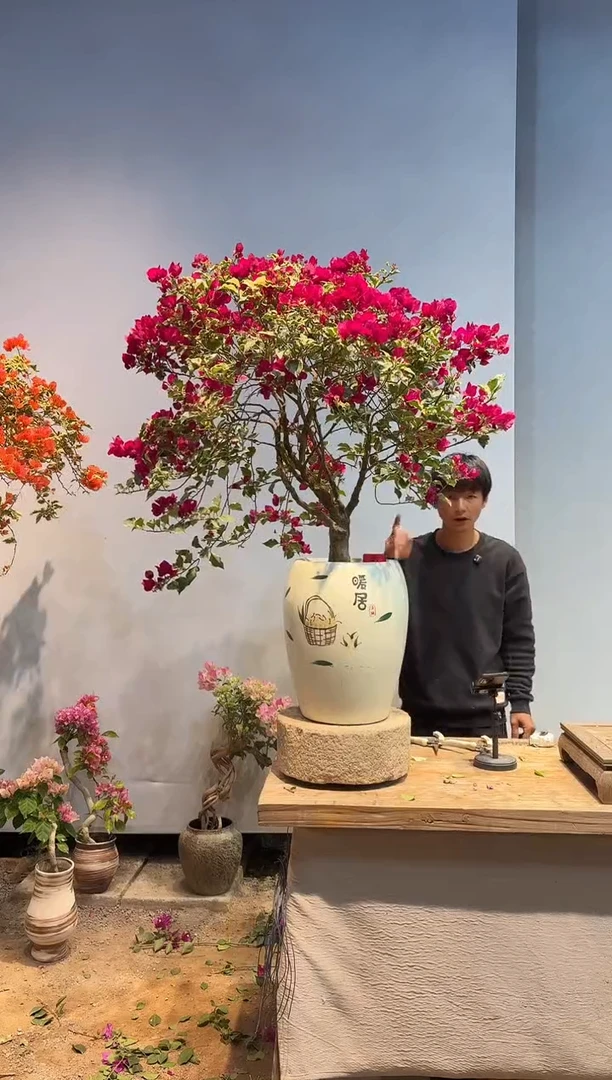 以实际为准玲?三角梅38