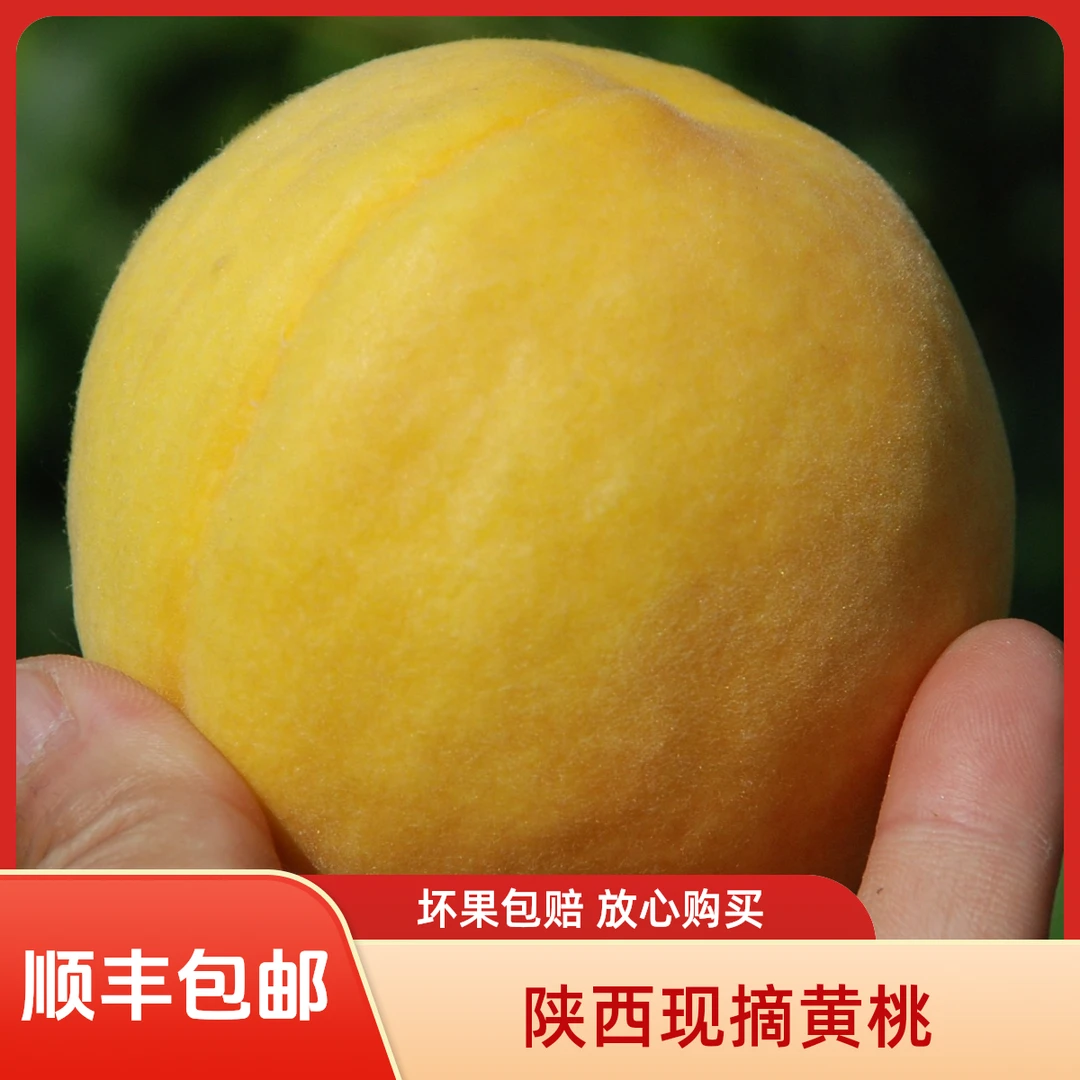 陕西礼泉西瑞核黄桃可做罐头顺丰包邮坏果包赔