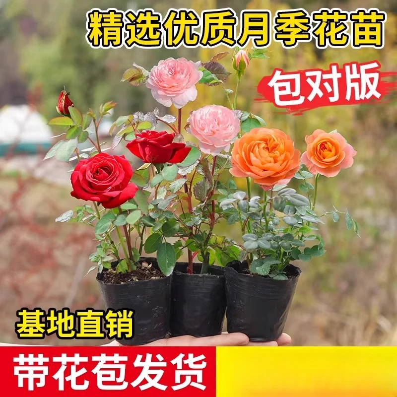 【四颗装】月季花苗四季开花带花苞花卉爬藤小苗室内外阳台盆栽