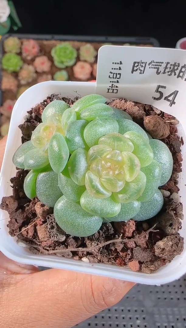 1114-54流莹群生不包整