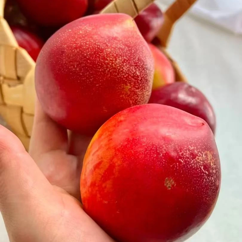 8  智利新鲜油桃  脆嫩多汁  净重4斤分装  【只发河南省】