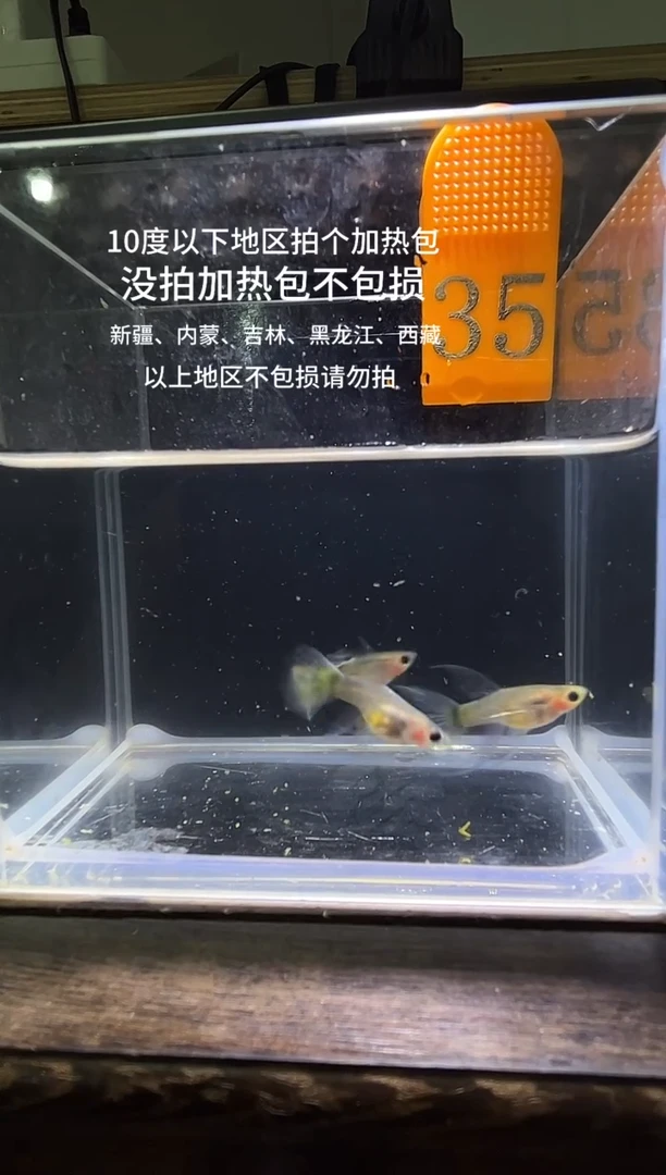 孔雀鱼杂袍玻璃猫35