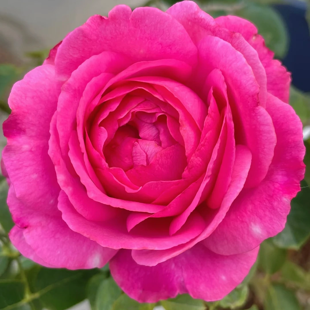 伊芙伯爵）3加仑根苗露天浓香好养阳台月季